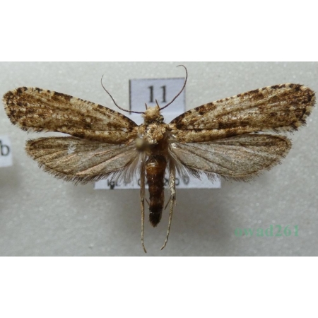 Morophaga choragella (Denis & Schiffermüller, 1775) Czech11